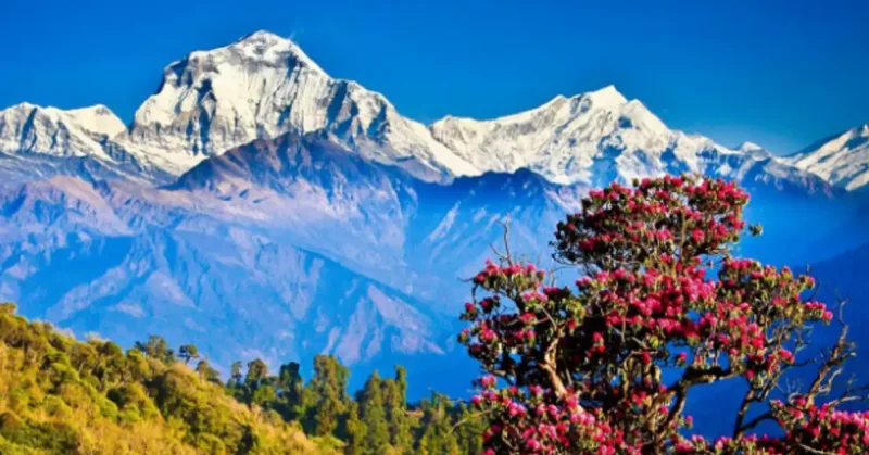 Magic of spring season in Uttarakhand