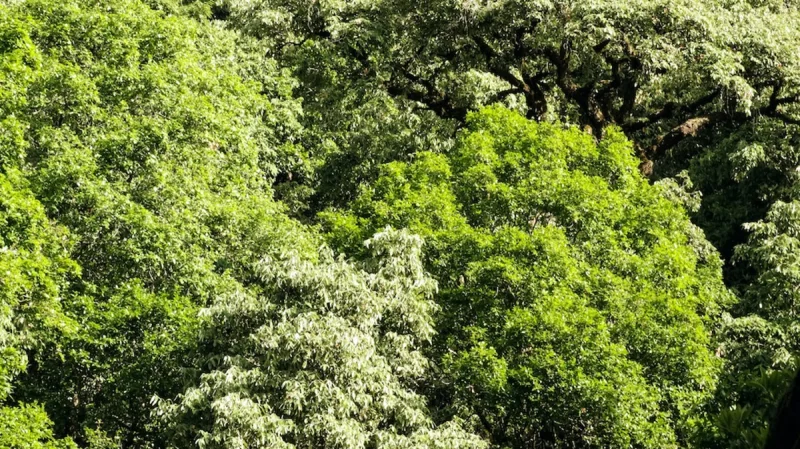 पहाड़ का हरा सोना बांज (ओक) विलुप्ति की कगार पर