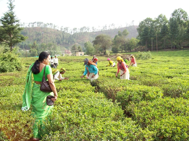 Organic Herbal Teas in Nainital
