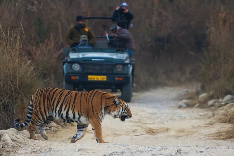 Jim Corbett National Park जिम कॉर्बेट नेशनल पार्क, प्रकृति और भयानक जंगली पशुओं के बीच रोमांच का सफर