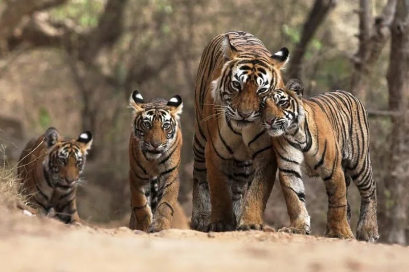 Wildlife