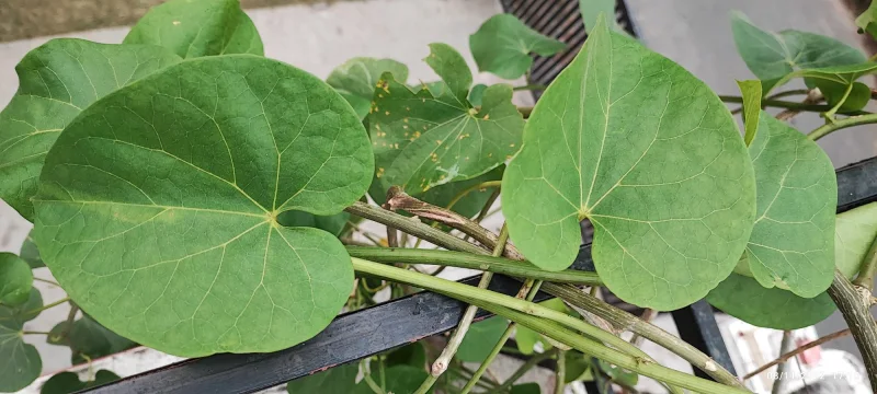 अमृत तुल्य गिलोय के लाभ और अलग अलग बीमारियों मे उपयोग विधि।