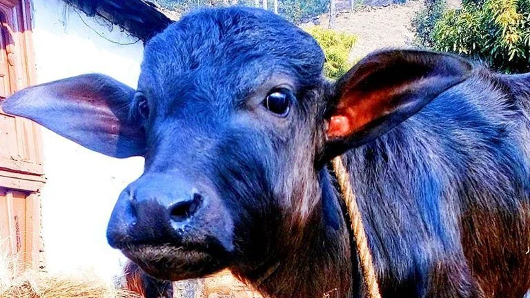 परिवार का नया सदस्य!