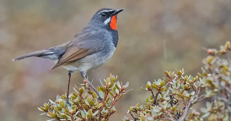 उत्तराखंड में पहली बार नजर आई Chinese Ruby Throat