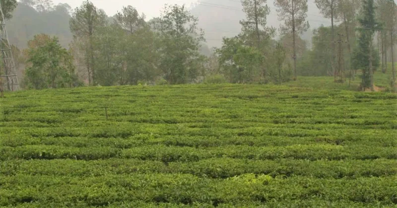 उत्तराखंड के चाय बागान पर्यटन के द्वारा बढ़ाएंगे राज्य आय