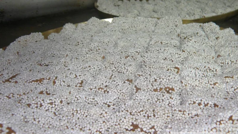 Almora’s bal mithai