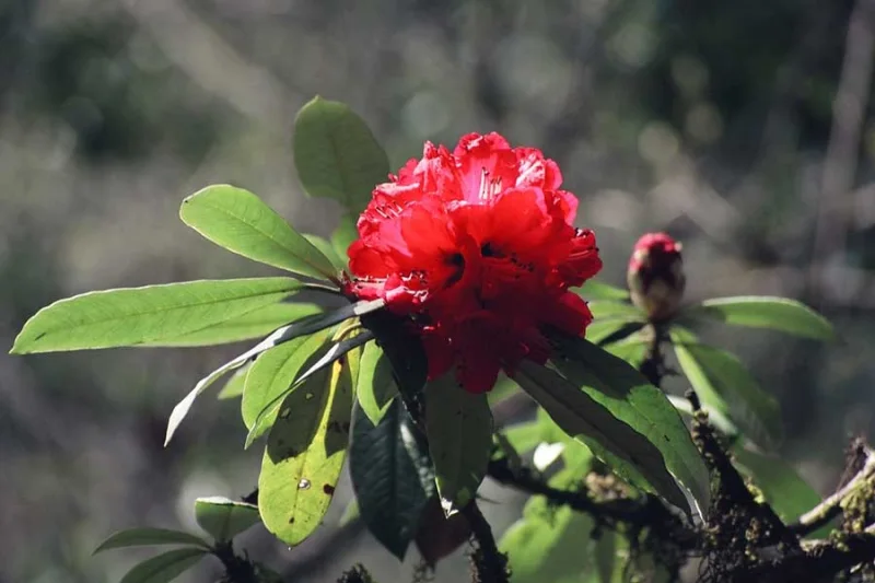 Flora