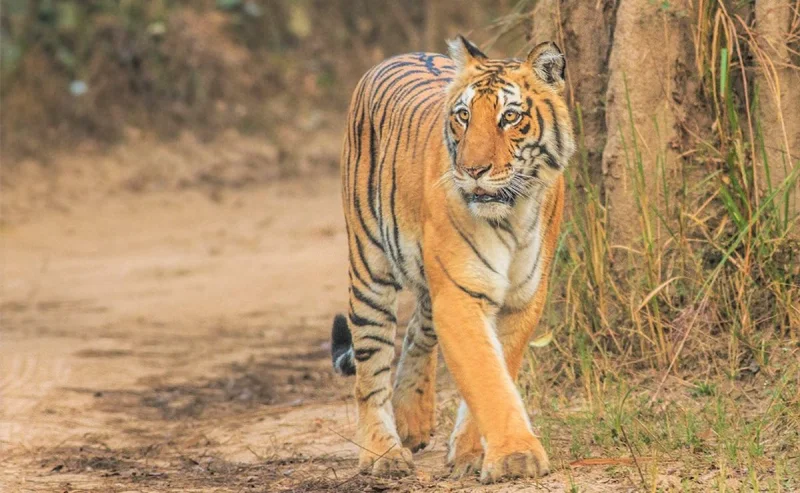 कॉर्बेट ने उत्तराखंड को दिलाई विदेशों में पहचान: त्रिवेंद्र
