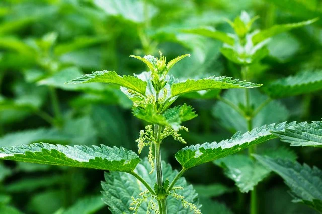 बिच्छू घास सिर्फ हथियार या हैं और भी काम? ?